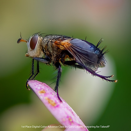 1st Place Digital Color Advance Class by Gary Gilbert - Preparing for Takeoff