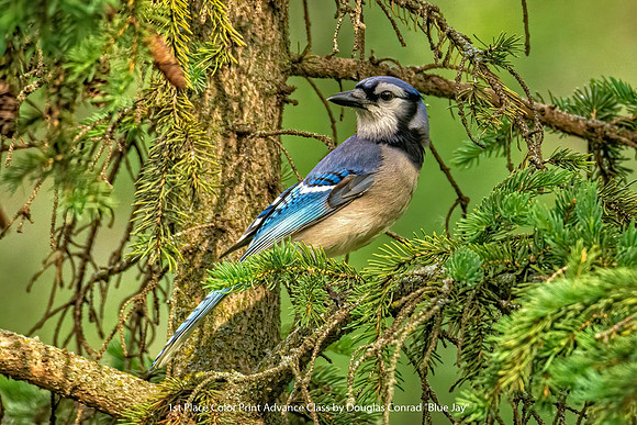 1st Place Color Print Advance Class by Douglas Conrad - Blue Jay