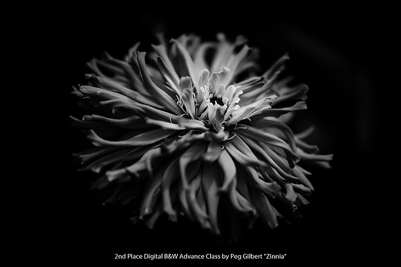 2nd Place Digital B&W Advance Class by Peg Gilbert - Zinnia