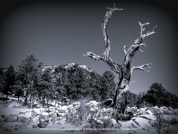 1st Place Entry Level Digital B&W by Denis Hirschman - Twisted Pine.jpg