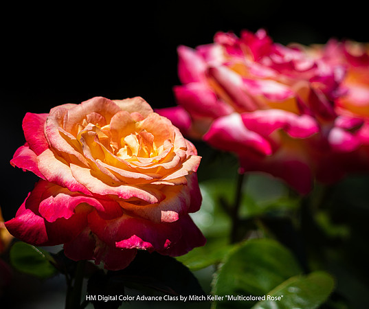 HM Digital Color Advance Class by Mitch Keller - Multicolored Rose