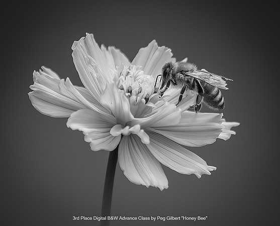 3rd Place Digital B&W Advance Class by Peg Gilbert - Honey Bee-1.jpg