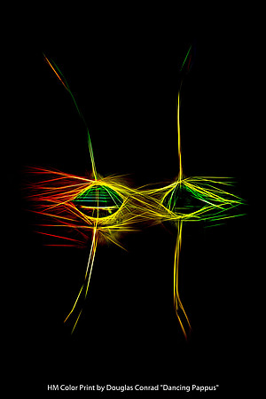 HM Color Print by Douglas Conrad - Dancing Pappus.jpg