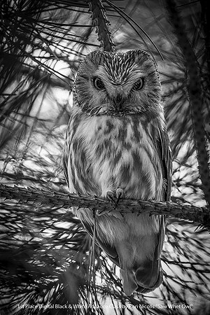 1st Place Digital B&W Advance Class by Ron Nicolls - Saw Whet Owl