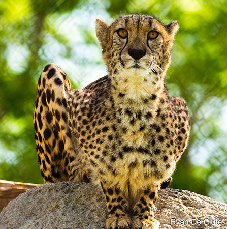 Cheeta De Clute.jpg