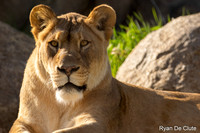 Lion De Clute.jpg