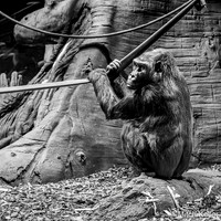 Pensive_Gorilla.jpg