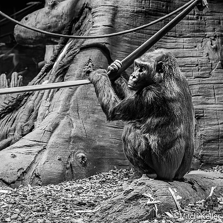 Pensive_Gorilla.jpg