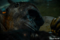 Gorilla.jpg