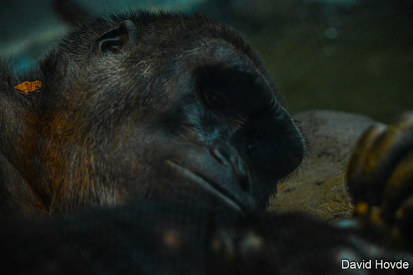 Gorilla.jpg