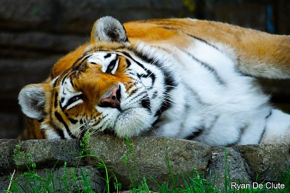 Tiger De Clute.jpg