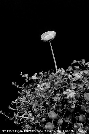 3rd Place Digital B&W Advance Class by Peg Gilbert "Mushroom"