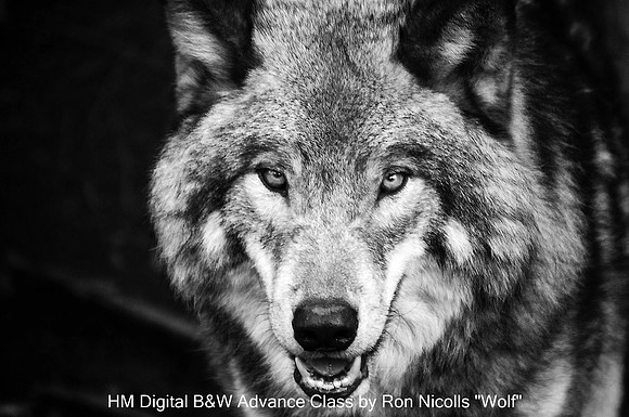 HM Digital B&W Advance Class by Ron Nicolls "Wolf"