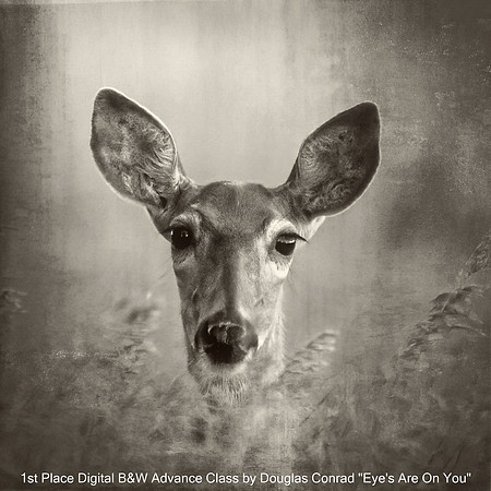 1st Place Digital B&W Advance Class by Douglas Conrad "Eyes Are On You"