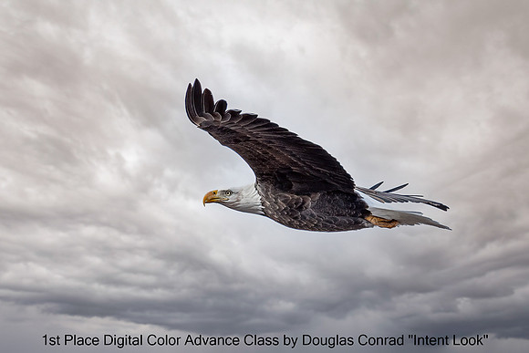 1st Place Digital Color Advance Class by Douglas Conrad "Intent Look"