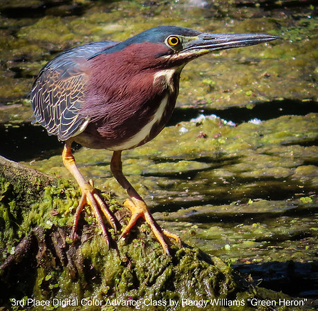 3rd Place Digital Color Advance Class by Randy Williams "Green Heron"