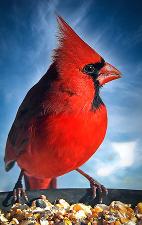 3rd Place Digital Color Advance Class by Ron Nicolls - Cardinal.jpg