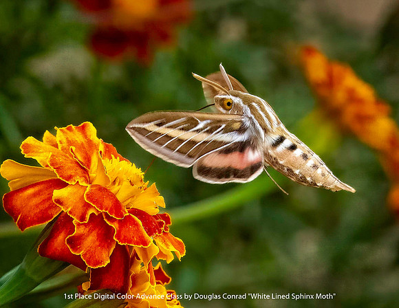 1st Place Digital Color Advance Class by Douglas Conrad - White Lined Sphinx Moth.jpg