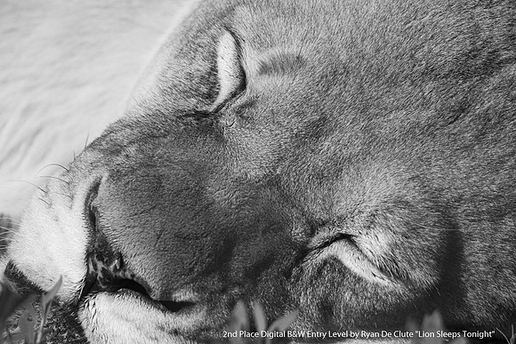 2nd Place Digital B&W Entry Level by Ryan De Clute - Lion Sleeps Tonight.jpg