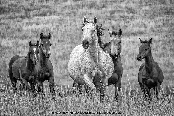 2nd Place B&W Print by Douglas Conrad - Expectant Mare.jpg