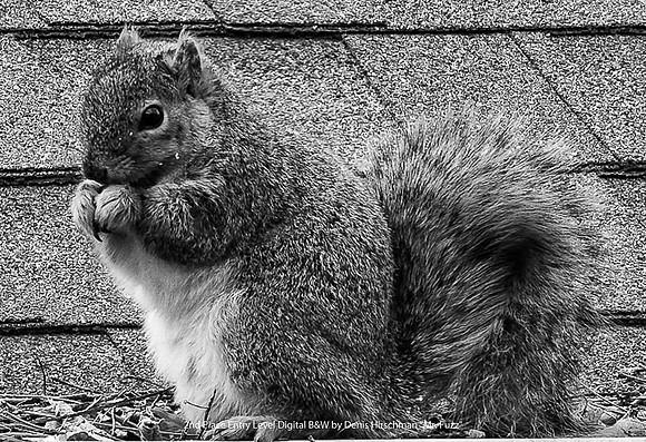 2nd Place Entry Level Digital B&W by Denis Hirschman - Mr Fuzz.jpg