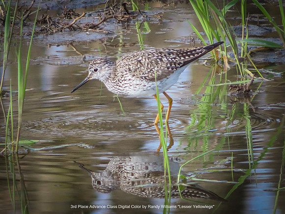 3rd Place Advance Class Digital Color by Randy Williams - Lesser Yellowlegs.jpg