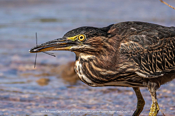 HM Advance Class Digital Color by Douglas Conrad - Green Heron & Dragon Fly.jpg