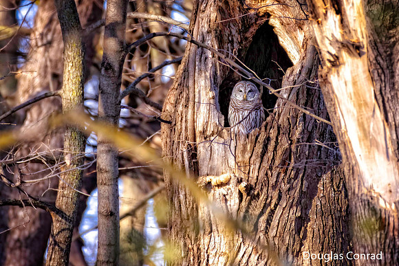 Doug Conrad Ida Grove Bird Outing-1.jpg