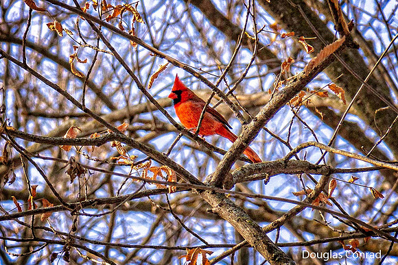 Doug Conrad Ida Grove Bird Outing-8.jpg