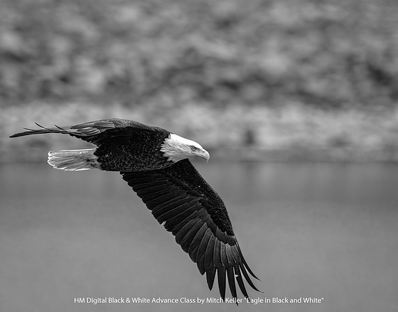 HM Digital B&W Advance Class by Mitch Keller - Eagle in Black & White (1 of 1).jpg