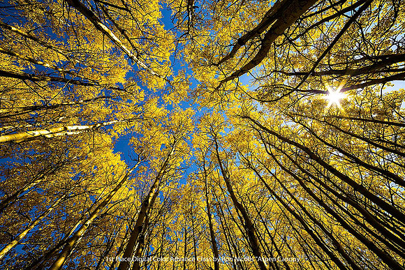 1st Place Digital Color Advance Class by Ron Nicolls - Aspen Canopy.jpg