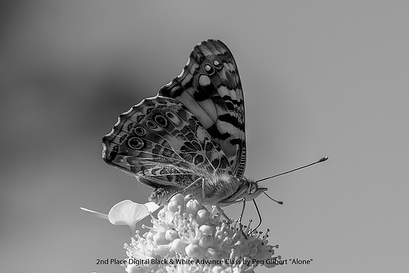 2nd Place Digital B&W Advance Class by Peg Gilbert - Alone.jpg