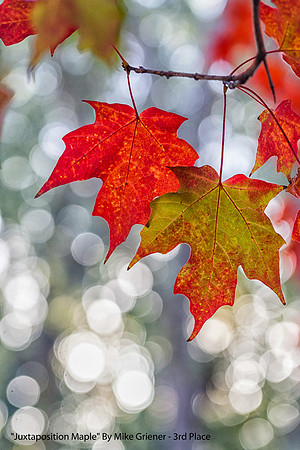 3rd Place Color Print By Mike Griener "Juxtaposition Maple"