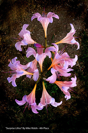 4th Place  Color Print By Mike Walsh "Surprise Lilies"