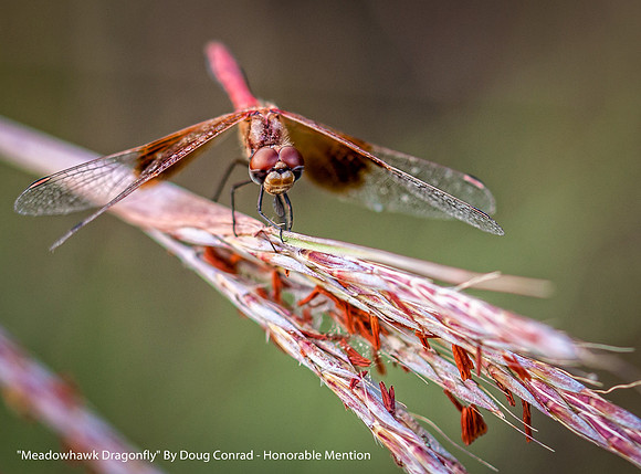 HM Color Print By Doug Conrad "Meadowhawk Dragonfly"