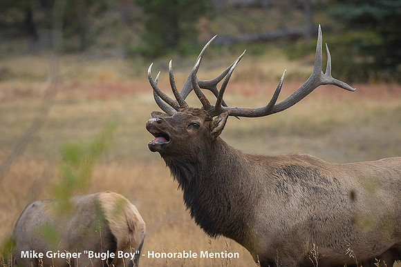 HM Digital Color By Mike Griener, "Bugle Boy"