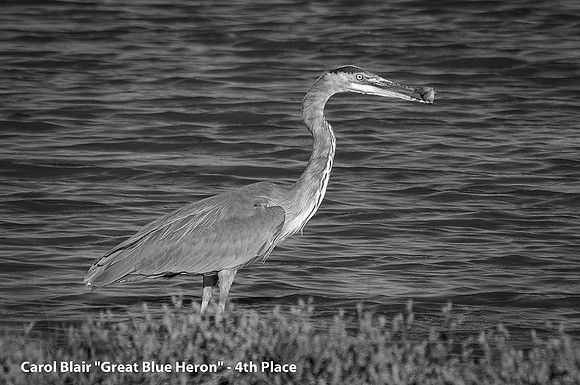 4th Place Digital B&W By Carol Blair, "Great Blue Heron"