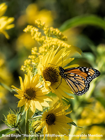 HM Digital Color By Brad Engle, "Monarch on Wildflower"