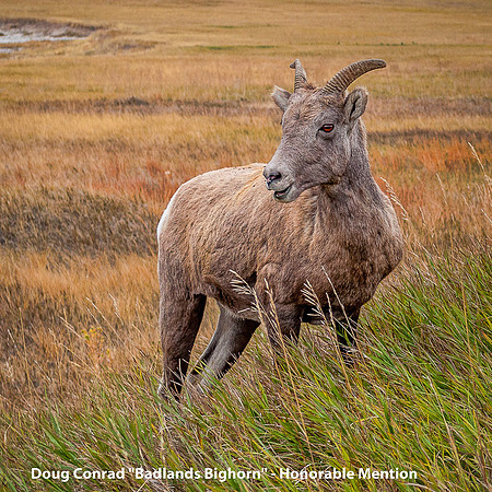 HM Digital Color By Doug Conrad, "Badlands Bighorn"