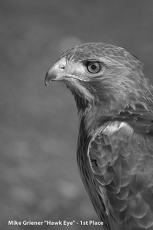 1st Place Digital B&W By Mike Griener, "Hawk Eye"