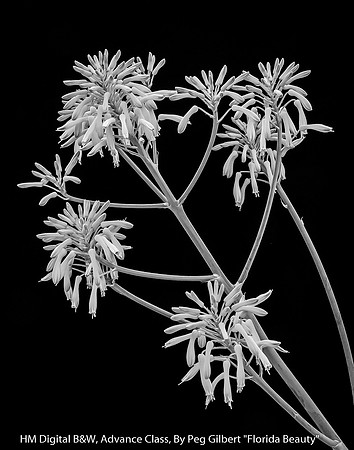 HM Digital B&W Advance Class By Peg Gilbert - "Florida Beauty"