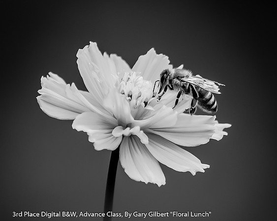 3rd Place Digital B&W Advance Class By Gary Gilbert - "Floral Lunch"