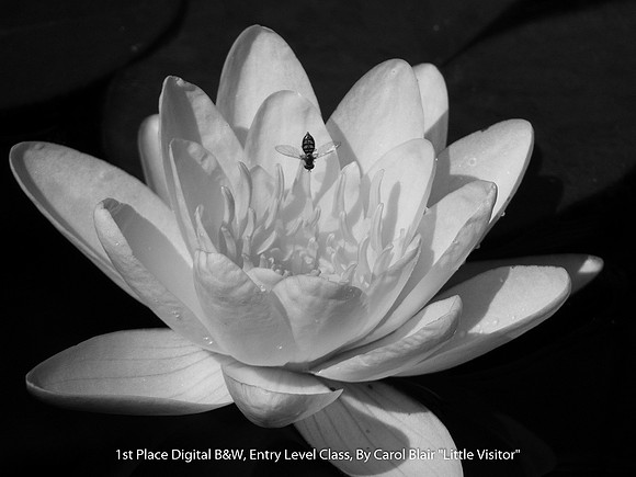 1st Place Digital B&W Entry Level Class By Carol Blair - "Little Visitor"