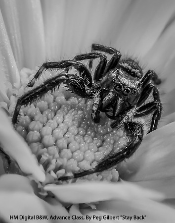 HM Digitl B&W Advance Class By Peg Gilbert - "Stay Back"