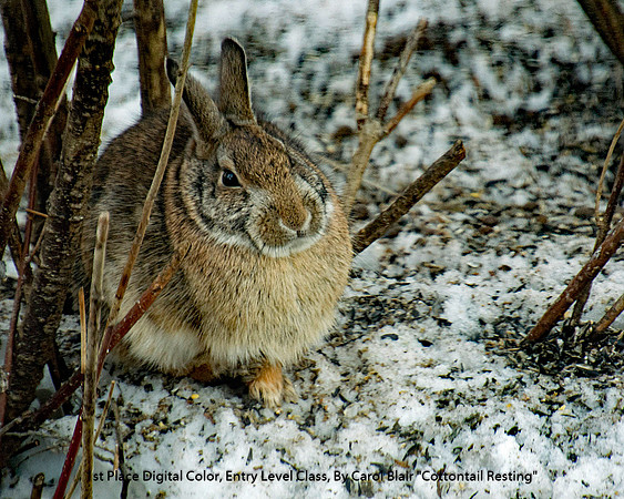 1st Place Digital Colo Entry Level Class By Carol Blair - "Cottontail Resting"