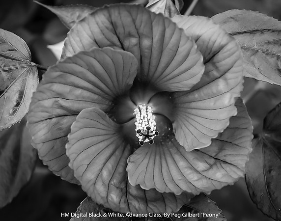HM Digital B&W Advance Class By Peg Gilbert - "Peony"