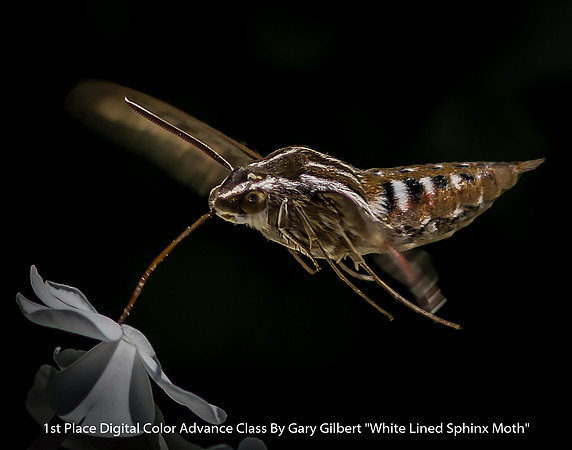 1st Place Digital Color Advance Class By Gary Gilbert - "White Lined Sphinx Moth"