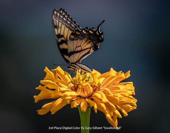 3rd Place Digital Color By Gary Gilbert - "Swallowtail"