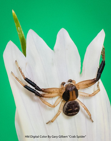 HM Digital Color By Gary Gilbert - Crab Spider.jpg