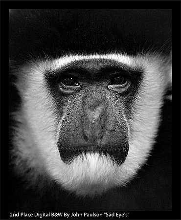 2nd Place Digital B&W By John Paulson "Sad Eye's"